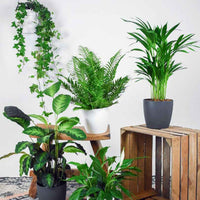 5x Plantes purificatrices d'air - Mélange - Ensembles de plantes d'intérieur