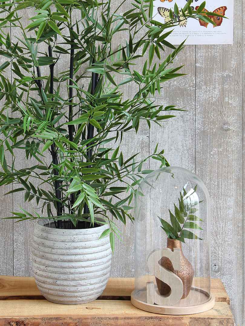 Mica Cloche en verre Hella sur soucoupe en bois - Pots d’intérieur