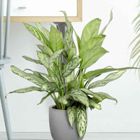 Aglaonéma Aglaonema 'Silver Queen' - Petites plantes d'intérieur