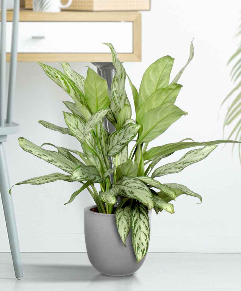 Aglaonéma Aglaonema 'Silver Queen' - Petites plantes d'intérieur