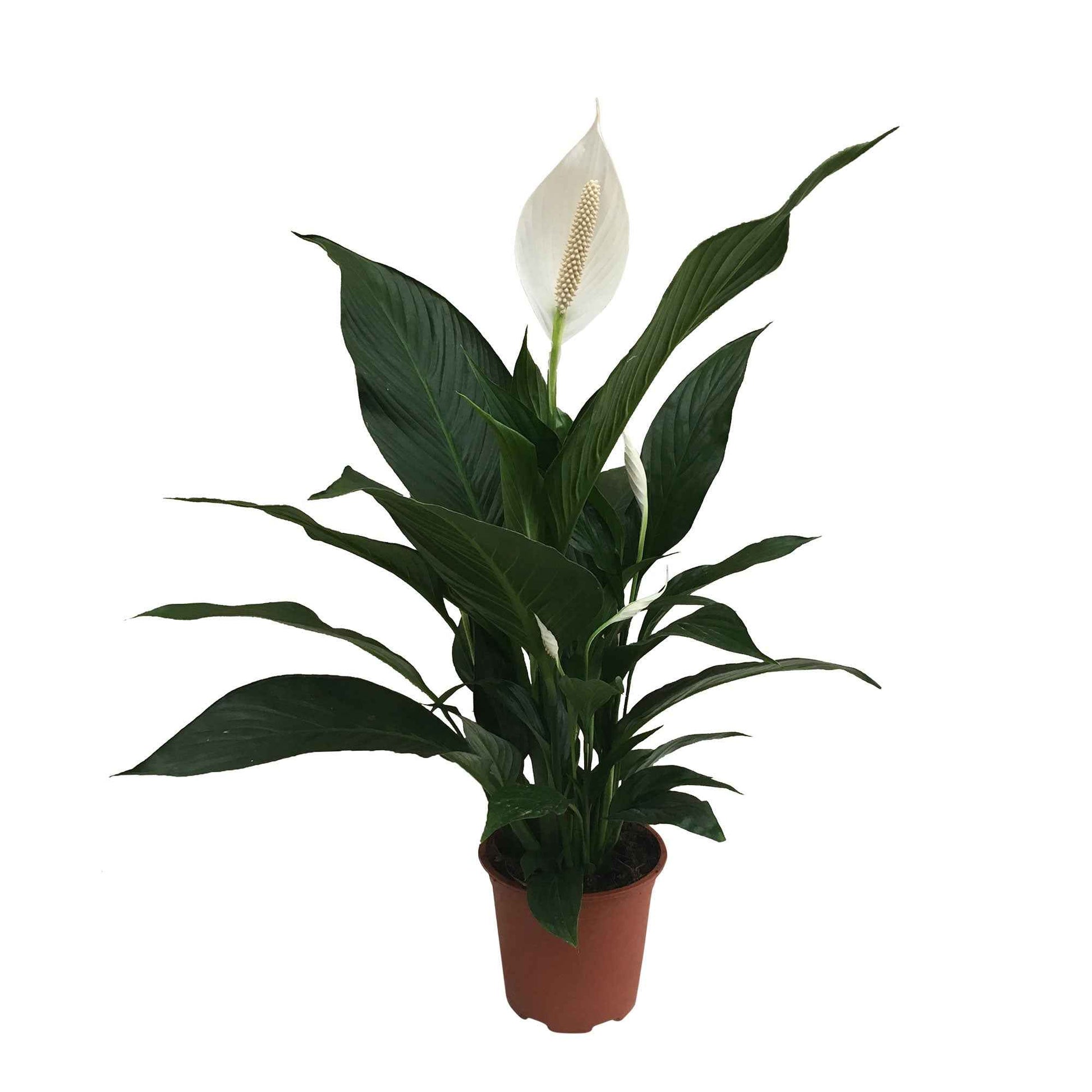 Fleur de lune Spathiphyllum 'Bingo Cupido' Blanc avec pot décoratif - Facile d’entretien
