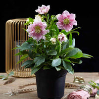 Rose de Noël Helleborus 'Hello Amber' Rose-Blanc - Caractéristiques des plantes