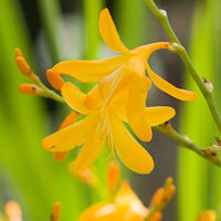 20x Crocosmia 'George Davidson' jaune - Tous les bulbes de fleurs