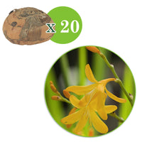 20x Crocosmia 'George Davidson' jaune - Tous les bulbes de fleurs