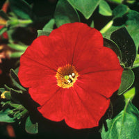 3x  Petunia 'Red' Rouge - Fleurs de balcon