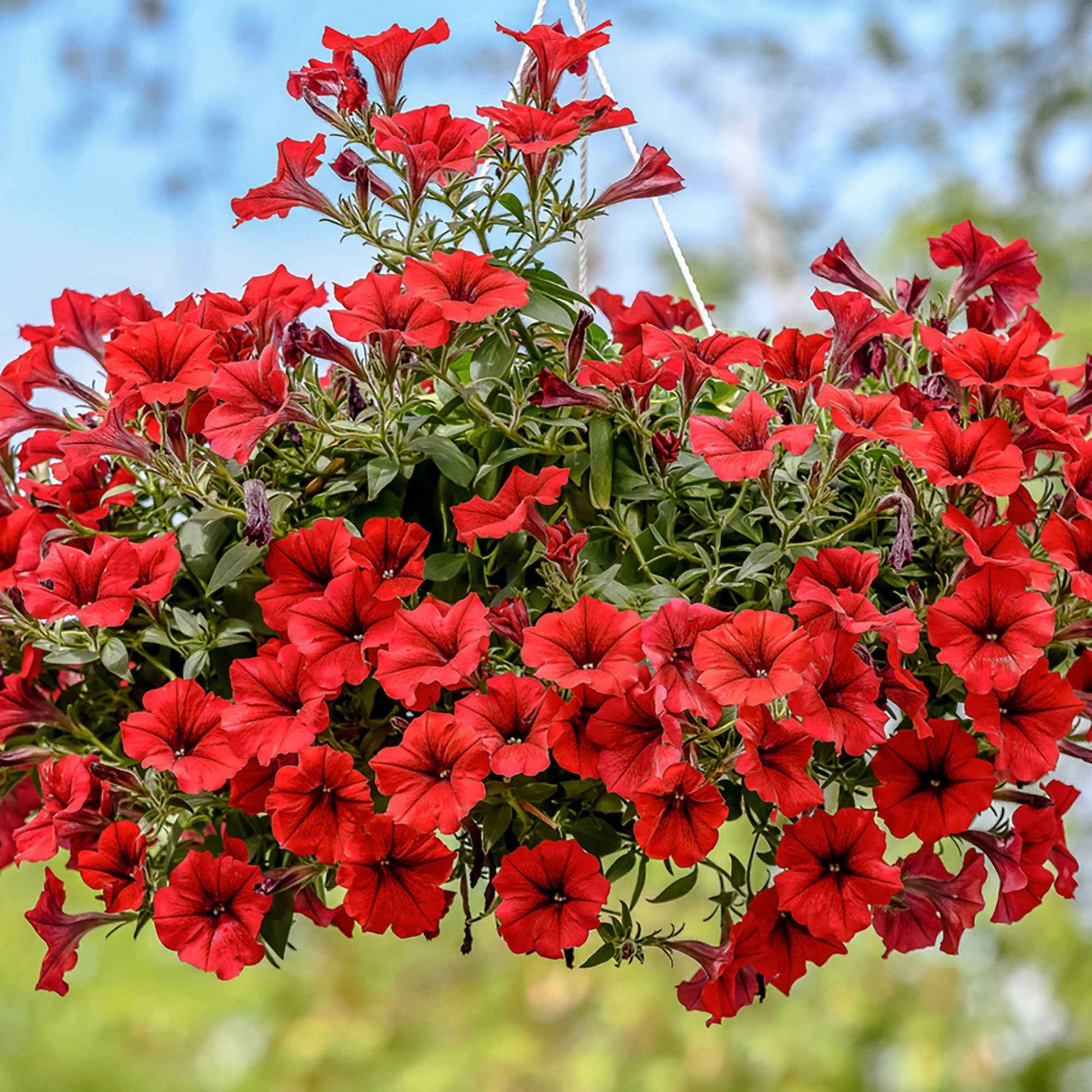 3x  Petunia 'Red' Rouge - Caractéristiques des plantes