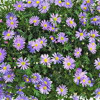 Brachyscome 'Purple Splendour' - Fleurs d'été