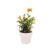 Elho pot de fleurs b.for original rond blanc - Pot pour l'intérieur - Pots de fleurs