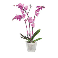 Elho pot de fleurs Brussels orchid rond transparent - Pot pour l'intérieur - Pots de fleurs
