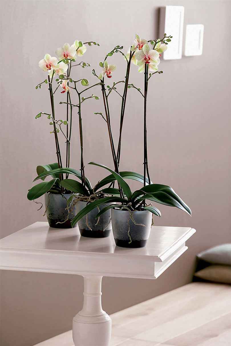 Elho pot de fleurs Brussels orchid rond transparent - Pot pour l'intérieur - Elho