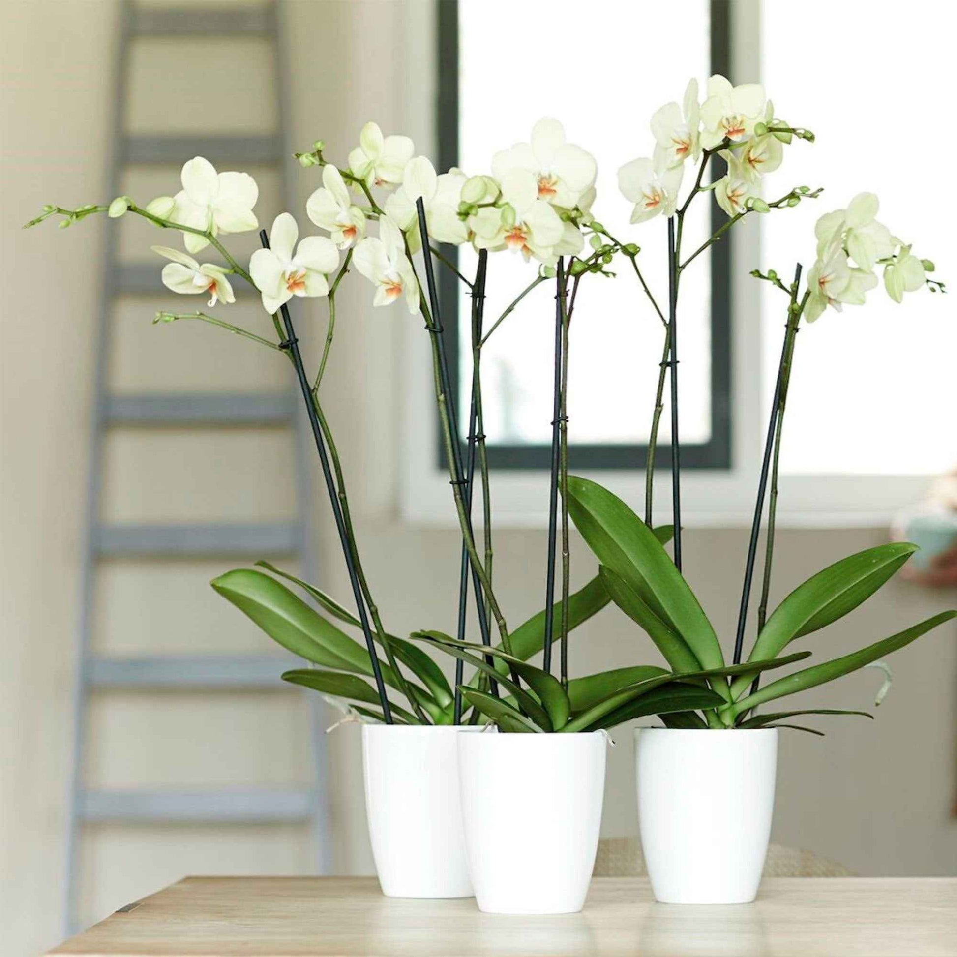 Elho pot de fleurs haut Brussels orchid rond blanc - Marques