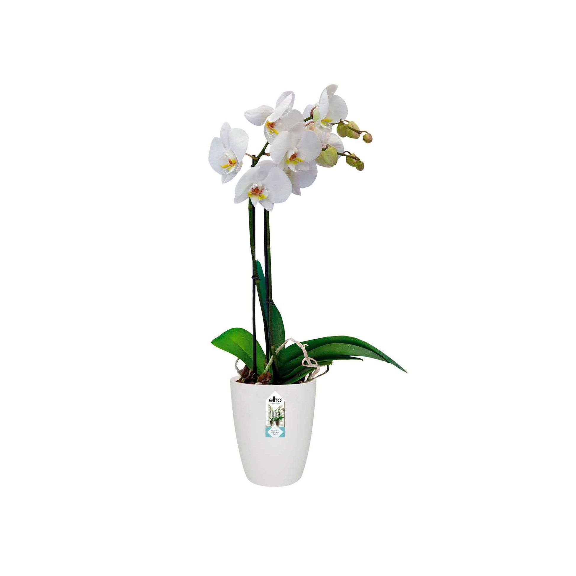 Elho pot de fleurs haut Brussels orchid rond blanc - Pots de fleurs