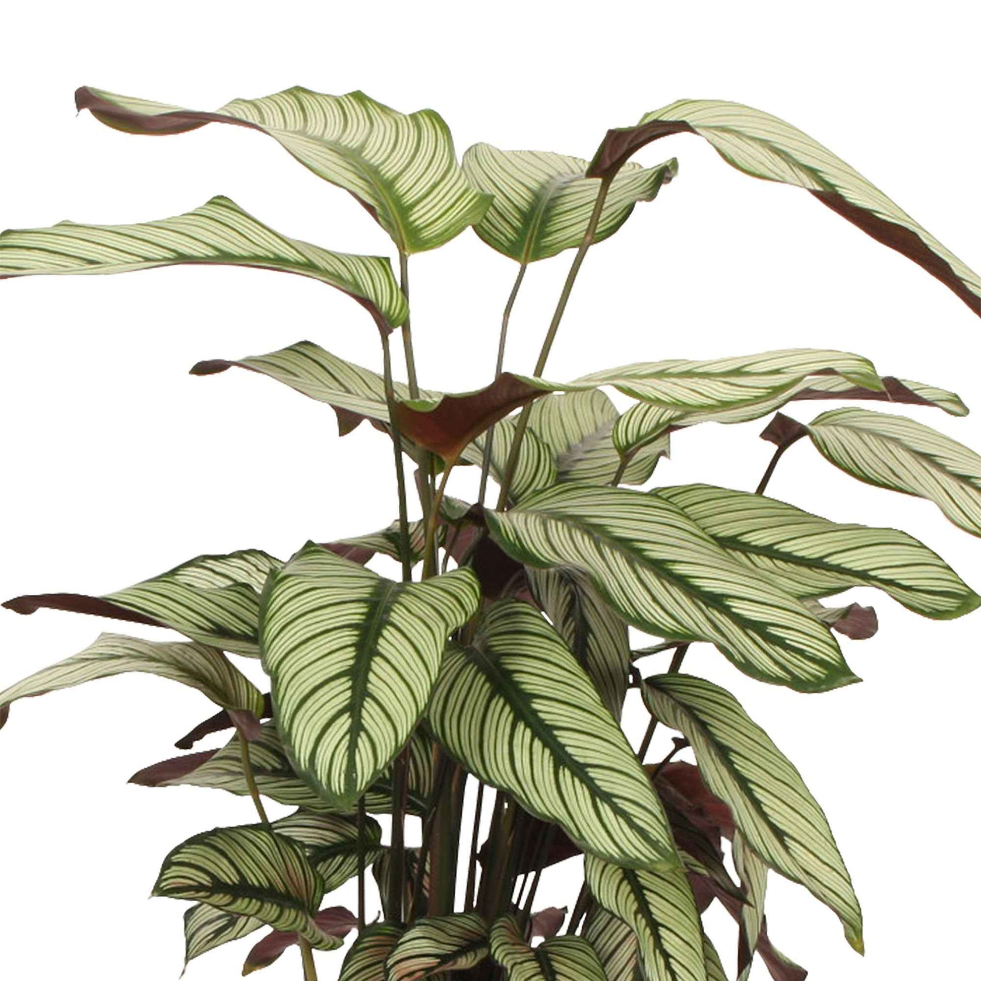 Plante de l'ombre Calathea 'White Star' avec panier en osier naturel - Ensembles de plantes d'intérieur