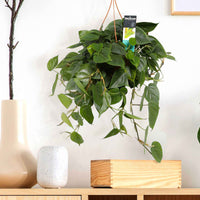 Philodendron scandens vert avec pot suspendu en plastique  - Plante suspendue - Philodendron