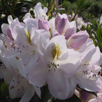 Rhododendron 'Madame Mason' blanc-jaune sur tige - Arbustes