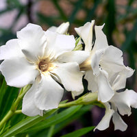 Laurier rose Blanc - Caractéristiques des plantes