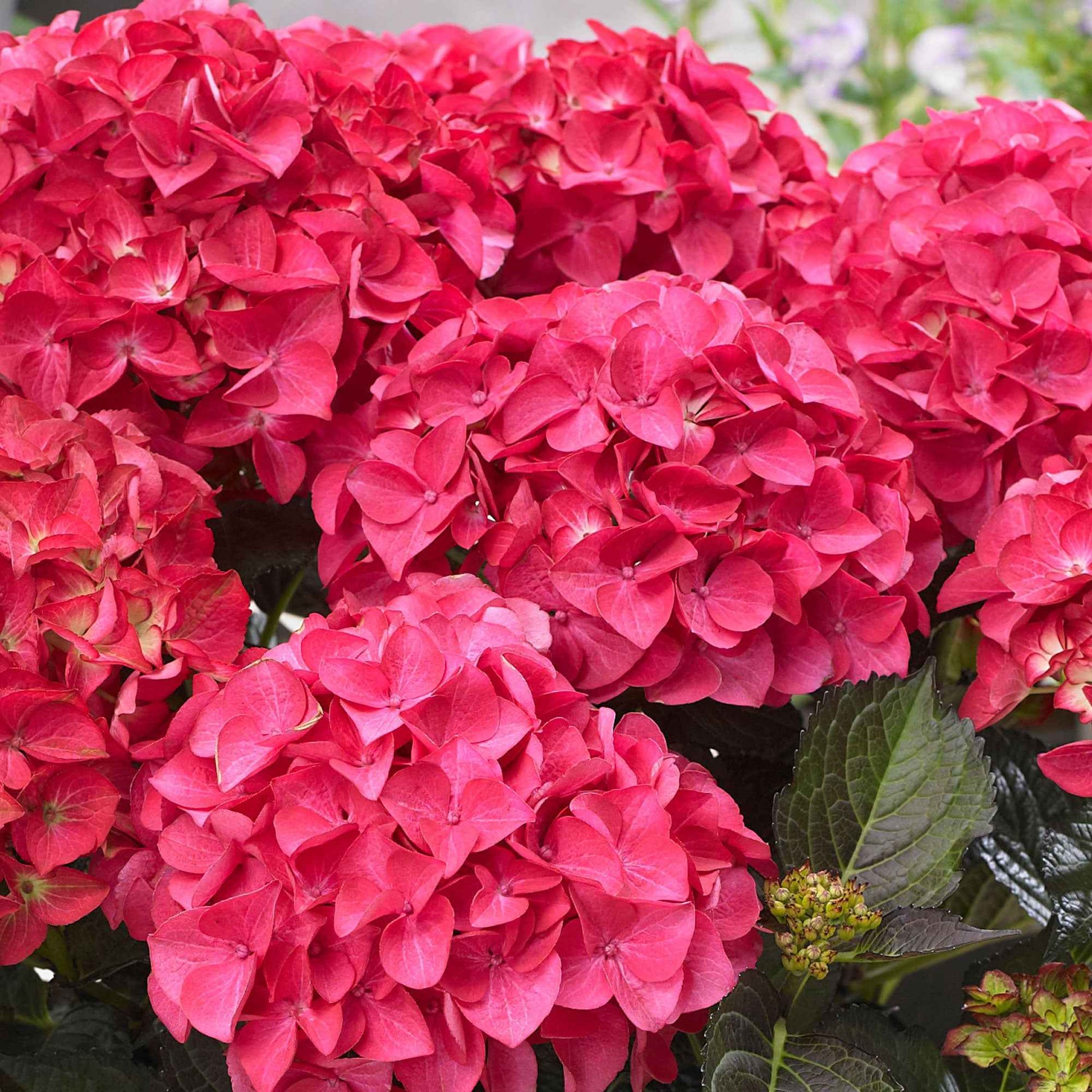 Hortensia Hydrangea 'Red Angel' Rouge - Arbustes à fleurs