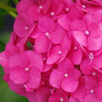Hortensia Hydrangea 'Bloomstar' Rose - Arbustes fleuris