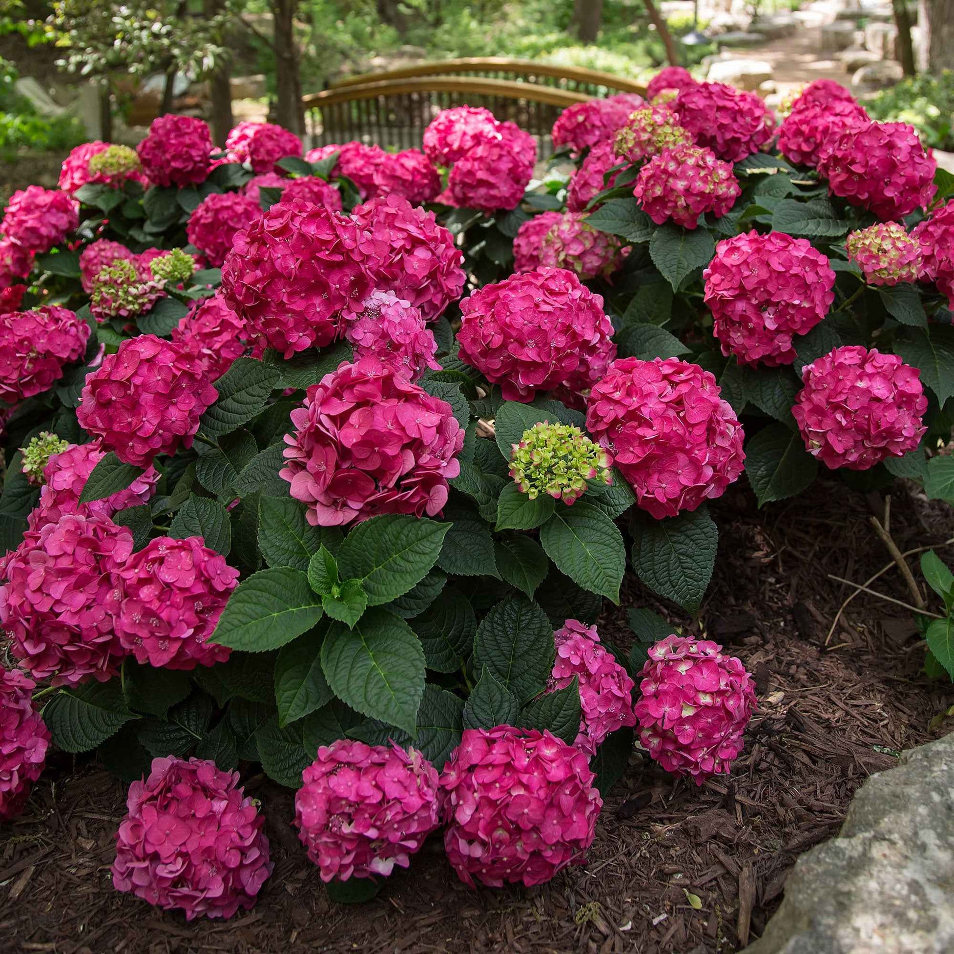 Hortensia Hydrangea 'Summer Love' Rouge - Arbustes