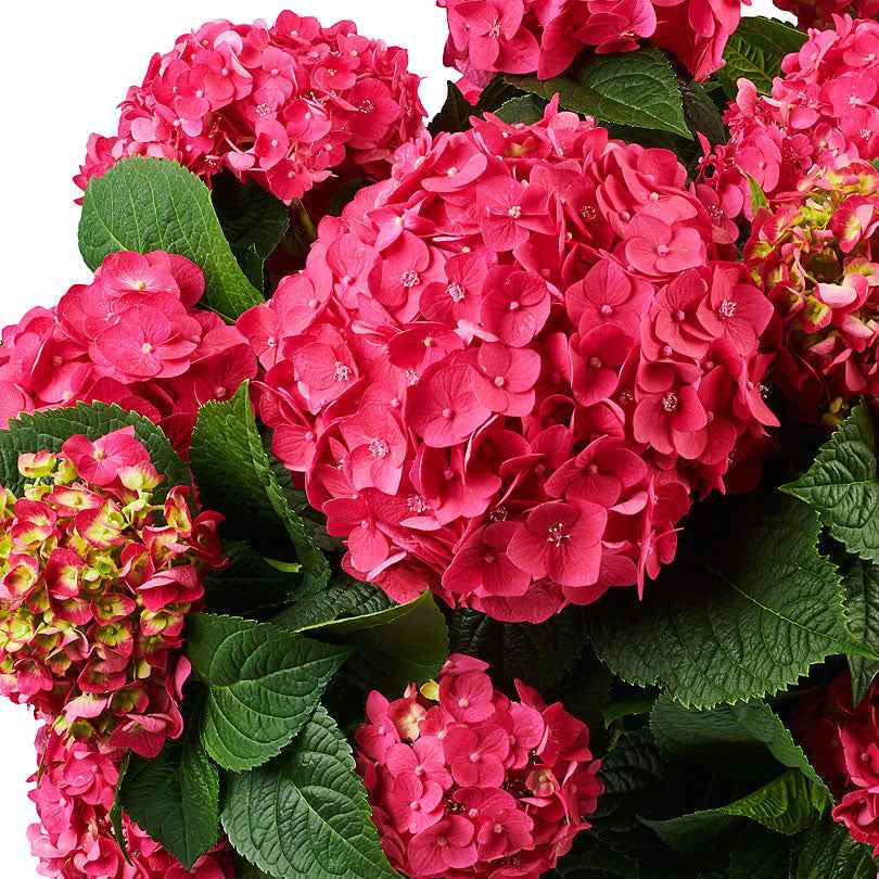 Hortensia Hydrangea 'Summer Love' Rouge - Arbustes à fleurs