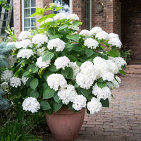 Hortensia Hydrangea 'The Bride' Blanc - Arbustes