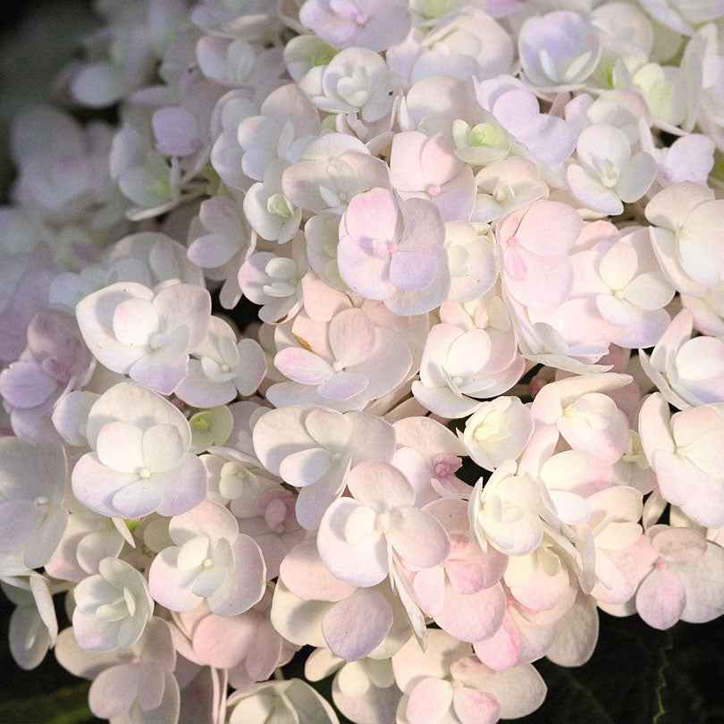 Hortensia Hydrangea 'The Bride' Blanc - Arbustes à fleurs
