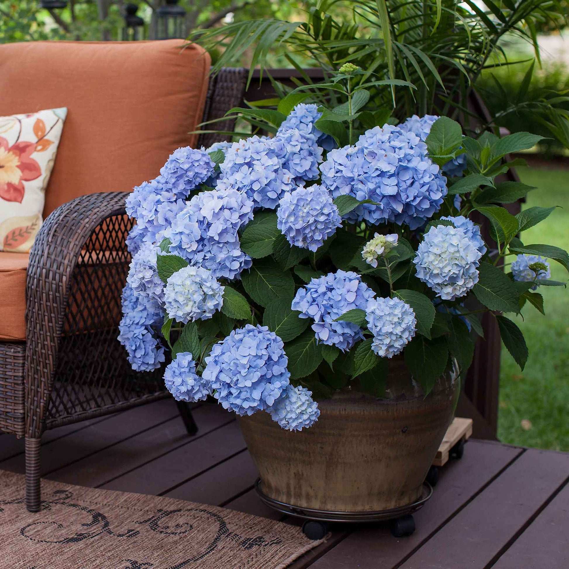 Hortensia Hydrangea 'The Original Blue' Bleu - Espèces de plantes