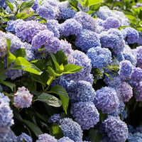 Hortensia Hydrangea 'The Original Blue' Bleu - Plantes de jardin fleuris