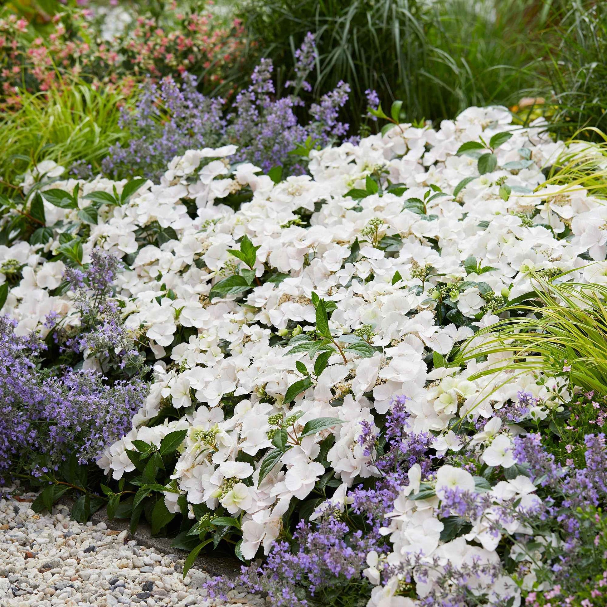 Hortensia Hydrangea 'Runaway Bride' Blanc - Arbustes