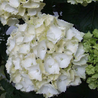 Hortensia Hydrangea macrophylla 'White' blanc - Arbustes à fleurs