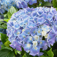 Music Collection 'Blue Ballad' - Arbustes à fleurs