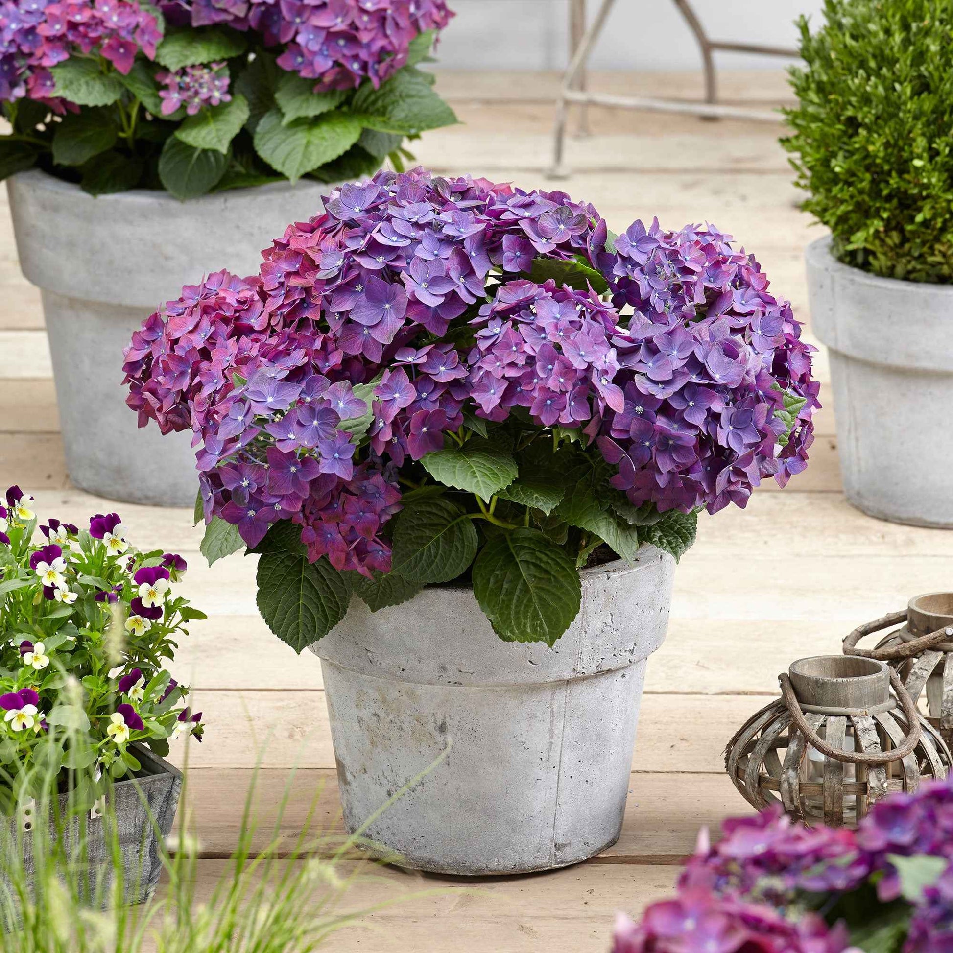 Hortensia Hydrangea 'Deep Purple Dance' violet - Arbustes fleuris