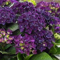 Hortensia Hydrangea 'Deep Purple Dance' violet - Arbustes à fleurs