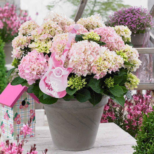 Hortensia Hydrangea 'Soft Pink Salsa' rose - Arbustes