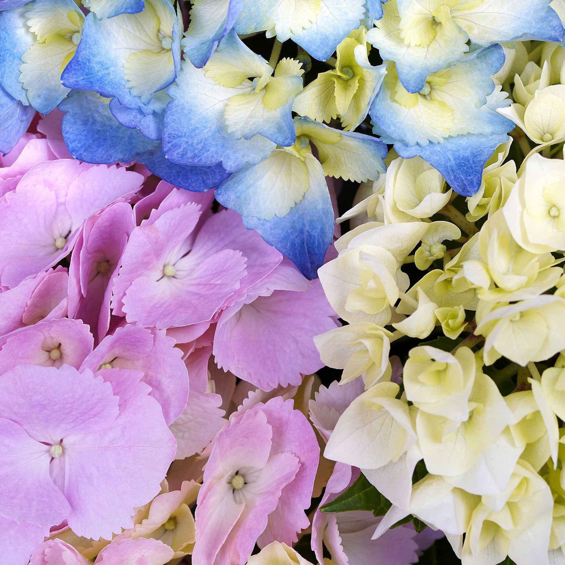 'Three Sisters Pastell' - Arbustes fleuris