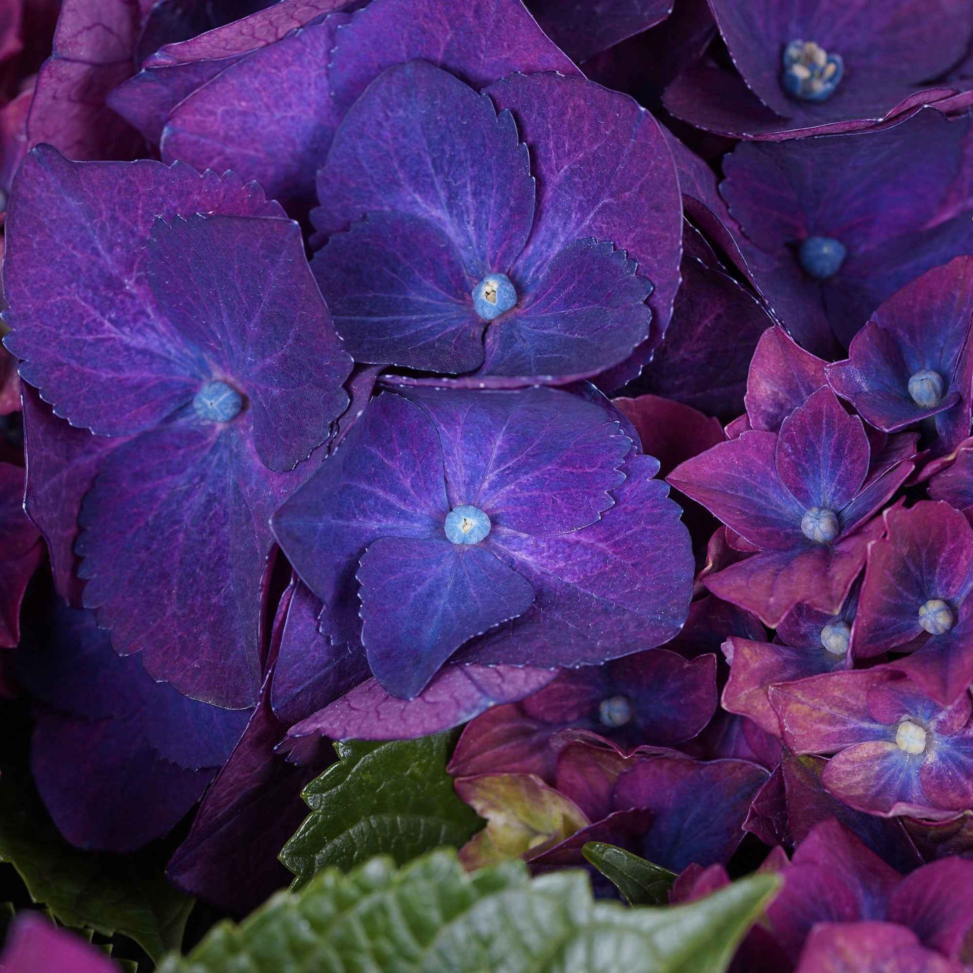 Hortensia 'Three Sisters Purple' Violet - Arbustes fleuris