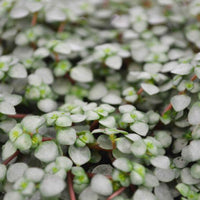 Pilea glauca - Petites plantes d'intérieur