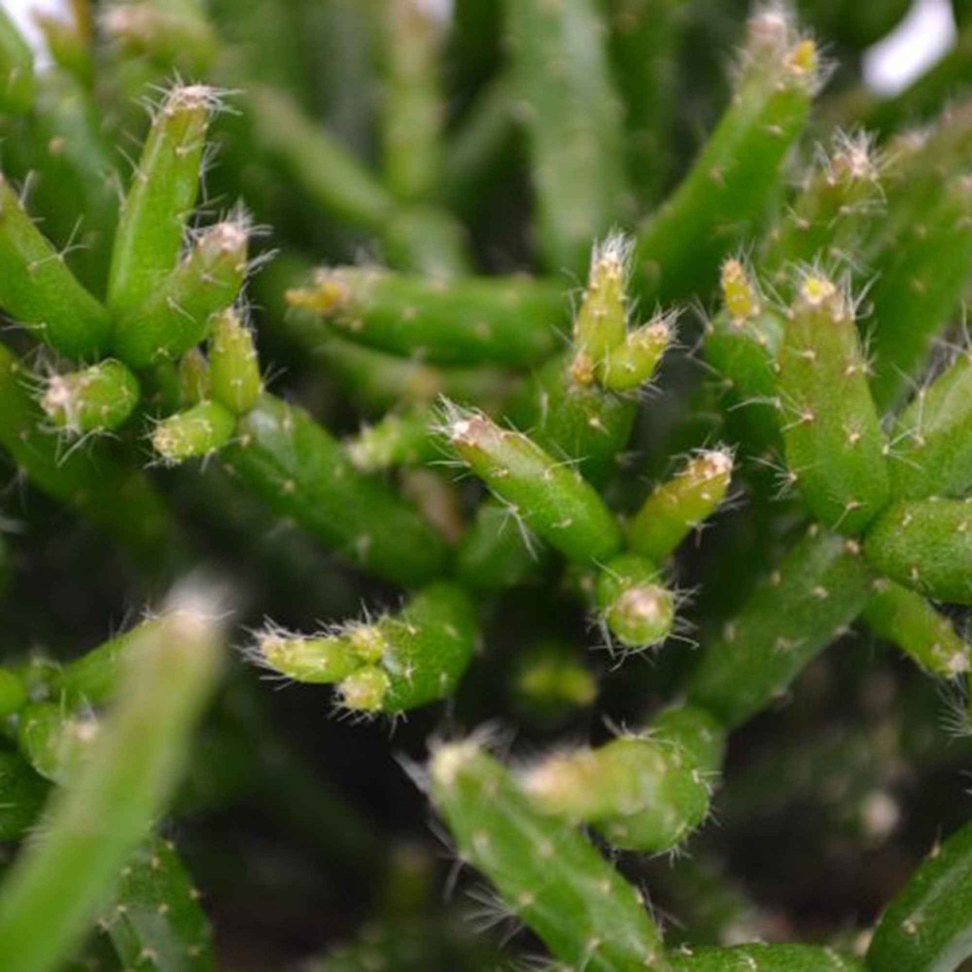 Cactus-gui Rhipsalis burchelli vert - Facile d’entretien