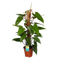 Philodendron 'Red Emerald' - Facile d’entretien