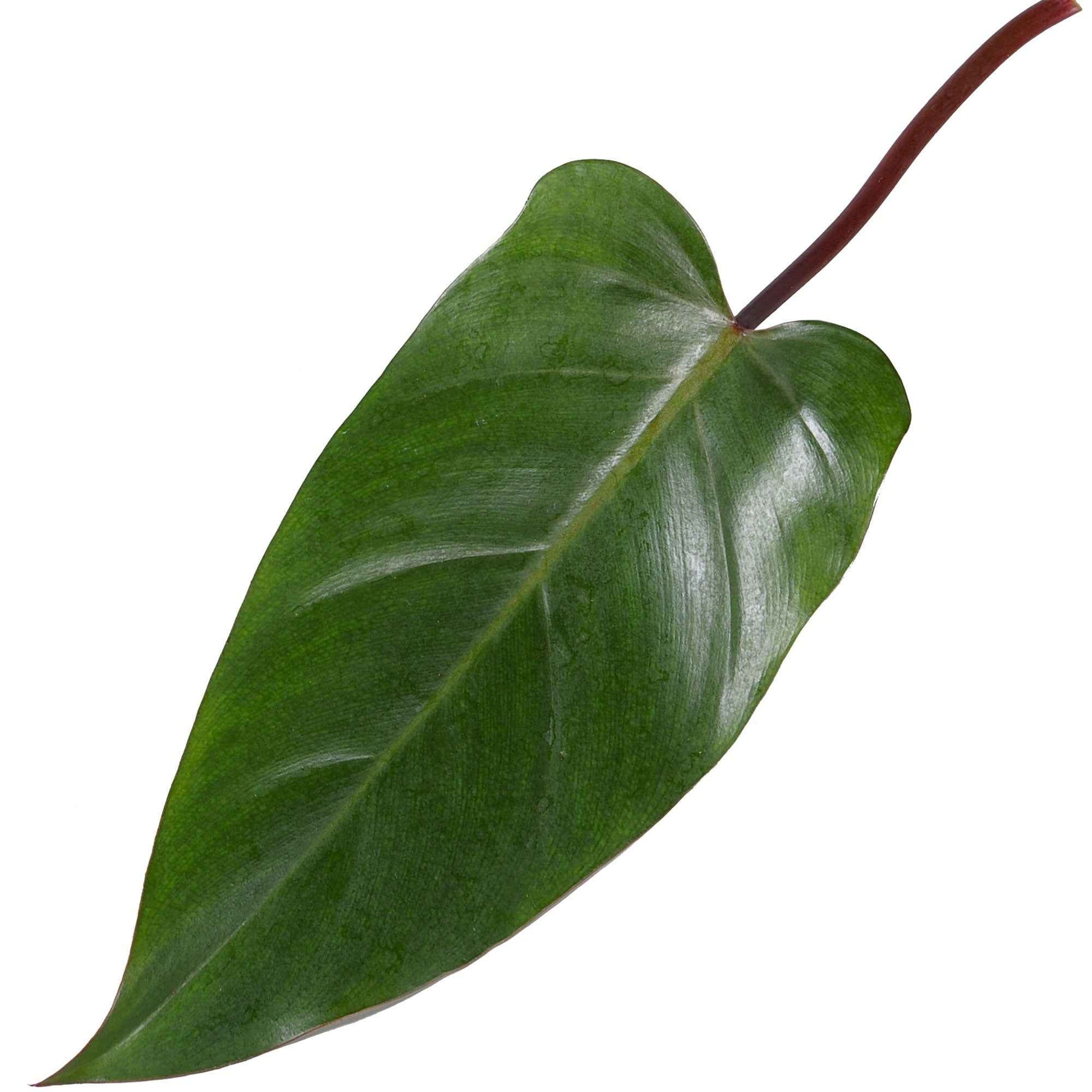 Philodendron 'Red Emerald' - Philodendron