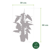Philodendron 'Red Emerald' - Plantes d'intérieur : les tendances actuelles