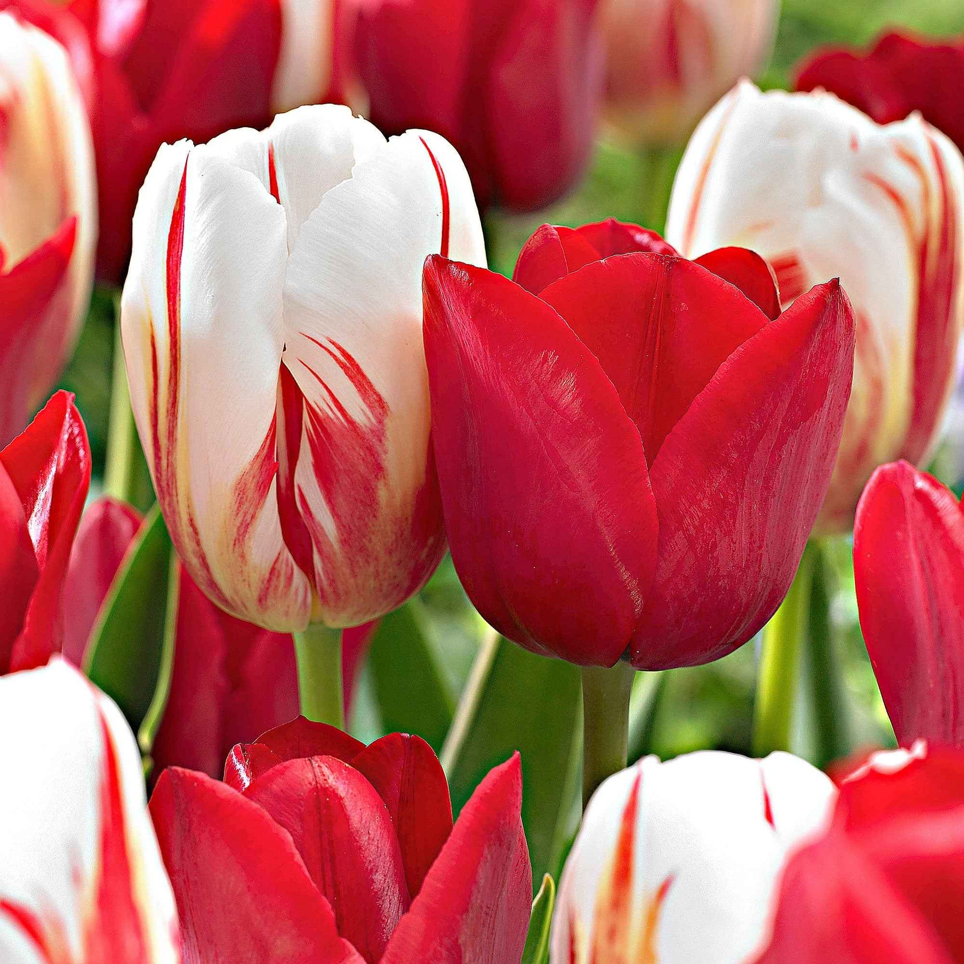 20x Tulipes en mélange - Bulbes de printemps