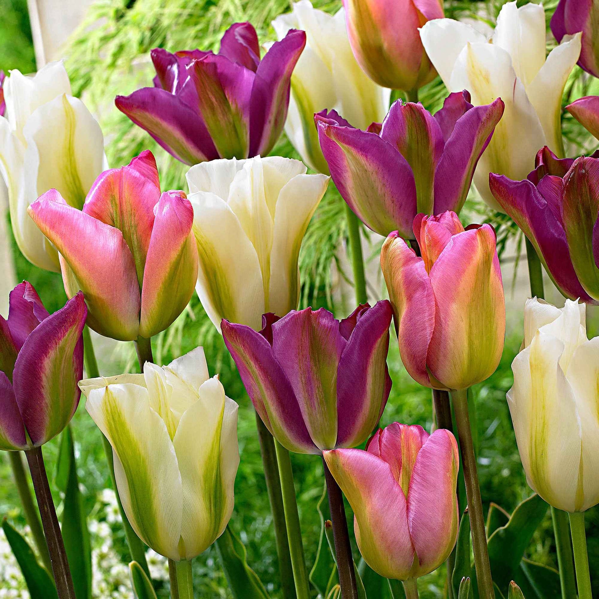 20x Tulipes Tulipa - Mélange 'Greenland' rose-violet-blanc - Bulbes de fleurs populaires
