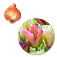 20x Tulipes Tulipa - Mélange 'Greenland' rose-violet-blanc - Bulbes de printemps