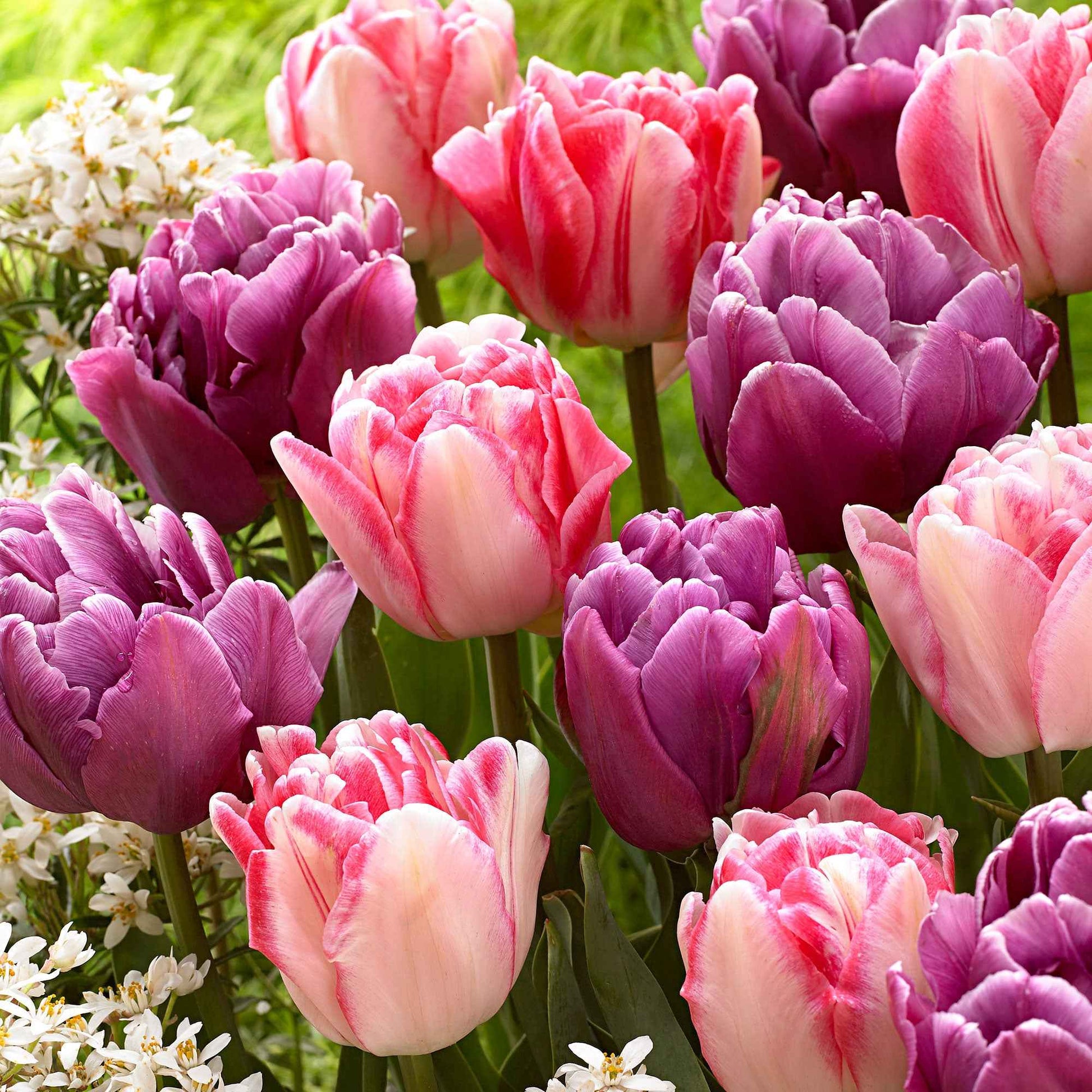 15x Tulipes en mélange - Bulbes de fleurs populaires