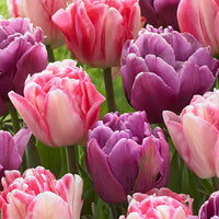15x Tulipes en mélange - Bulbes à fleurs
