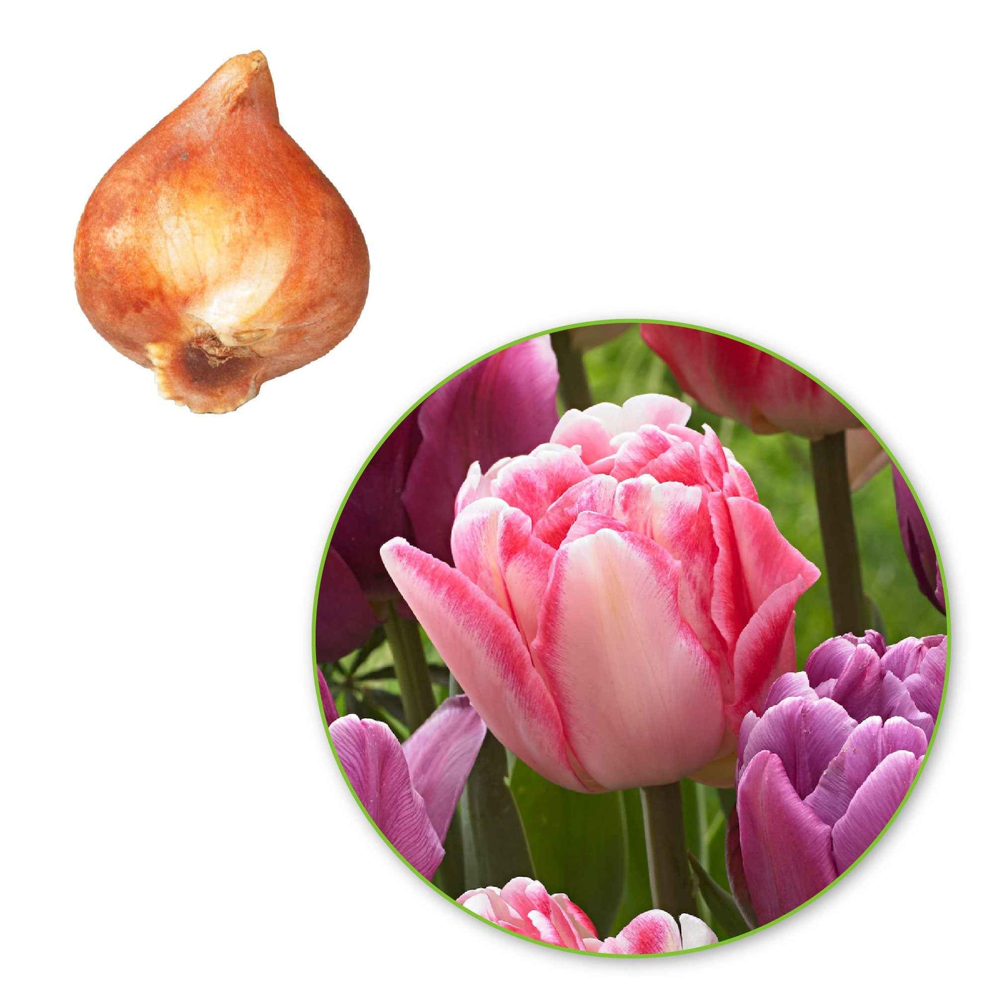 15x Tulipes en mélange - Bulbes de printemps