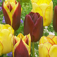 20x Tulipes Tulipa - Mélange 'Carribean Fantasy' - Bulbes à fleurs