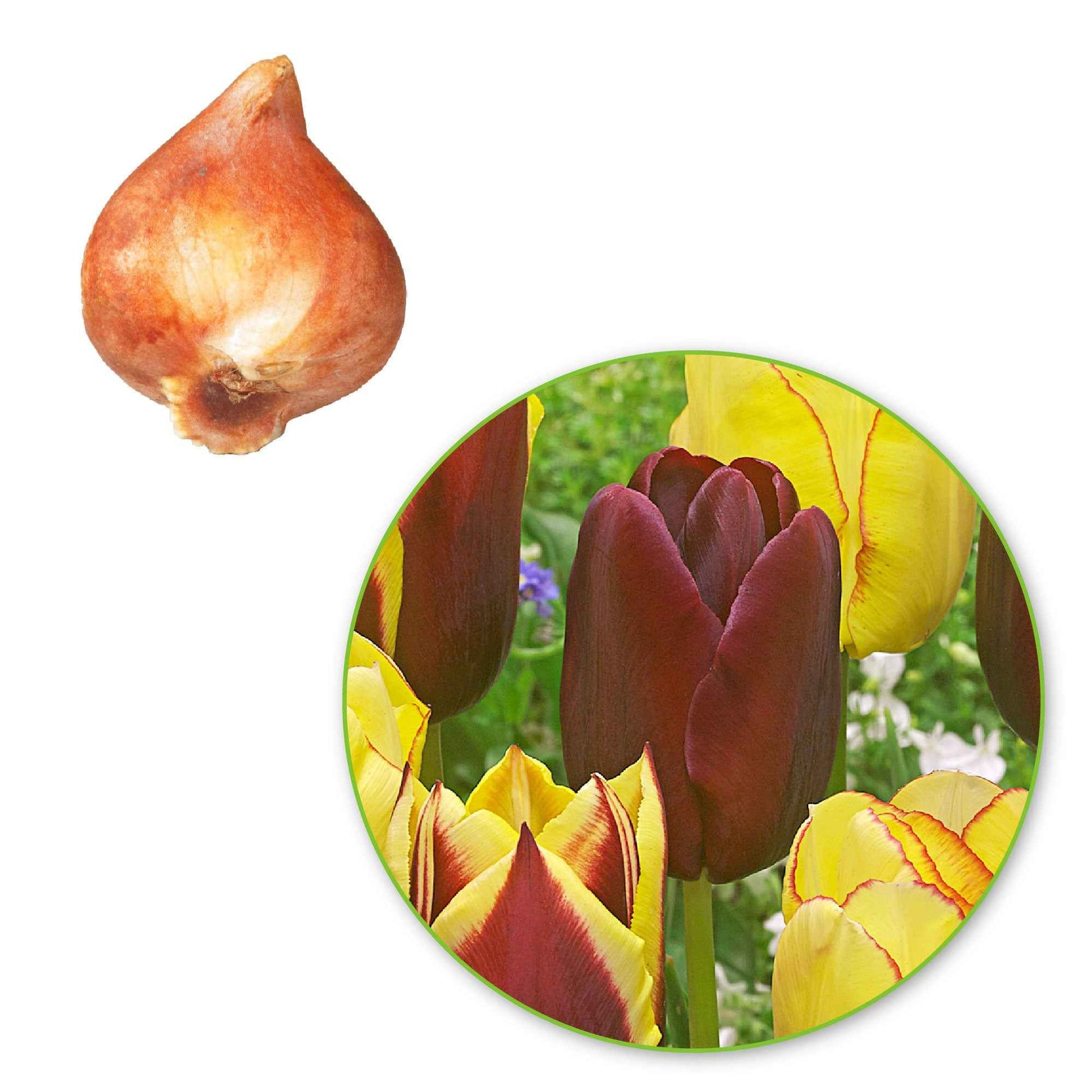 20x Tulipes Tulipa - Mélange 'Carribean Fantasy' - Bulbes de printemps