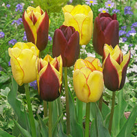 20x Tulipes Tulipa - Mélange 'Carribean Fantasy' - Bulbes de fleurs populaires